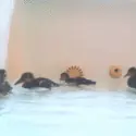 Baby Ducks