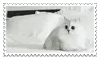 Kitty Stamp