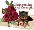 A nice day as nice as you- Jaya