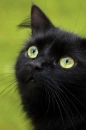 Hollyleaf