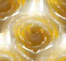 Roses - background