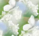 Flowers & butterflies - background