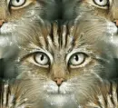 Cat - backgrounds