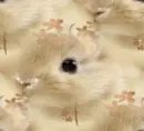 Bunny - background