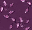 Autumn Fall leaves - background