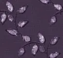 Autumn Fall leaves - background