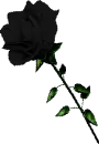 black rose