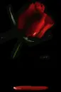 bloody rose