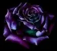 purple flower