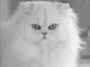 cat1