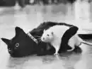 catrat