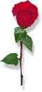 rose2