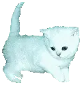 whitecat