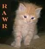 rawr