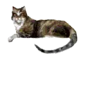 cutecat2
