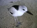 bird looking for a crab
