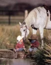 little cowboy