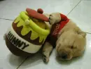 puppy