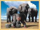 baby elephant