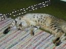 Bow chica Meowmeow