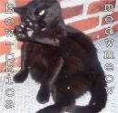 Bow chica Meowmeow2