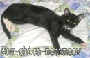 Bow chica meowmeow3