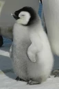 PingÃ¼ino!
