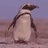 cute penquins