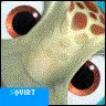 squirt
