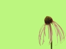 Simple Flower Background