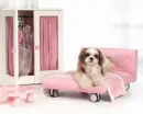 Princess Pup