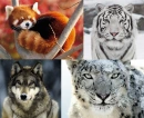 Wild Animals