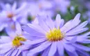 flower background