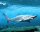 Shark