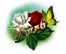 Barb-Red n White roses