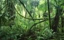 Jungle