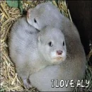 Ã¯ â™¥ Ã¥ly
