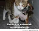 dog and a cat