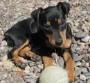pinscher dog