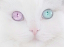 Kitty Cat 