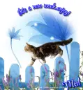 Mel - New Week - Cat