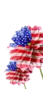 American Rose