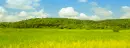 Fields of green