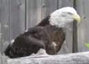 Freedom! ...from this zoo