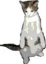 dancing cat