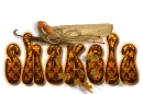 shakela