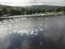 Scenery at the park - background 