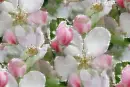 Flowers - background