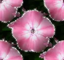 Flowers - background