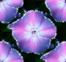 Flowers - background